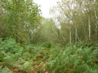 Tower Wood