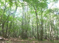 Trencher Wood - SOLD