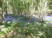 Tun Wood - SOLD