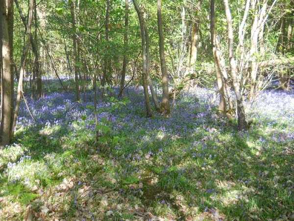 Tun Wood