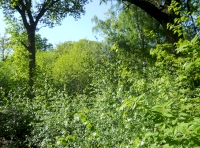 Tun Wood