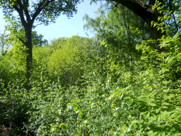 Looking into the centre of Tun Wood