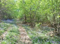 Tun Wood