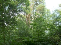 Tun Wood