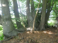 Tun Wood