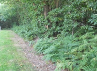Tun Wood