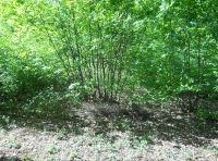 Tun Wood