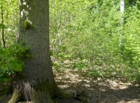 One of the oaks of Tun Wood