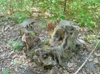 An old chestnut stool in Tun Wood