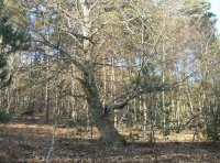 Turner Wood