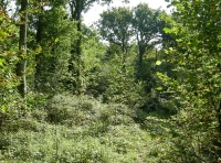 Upper Bish Wood - SOLD photo 2