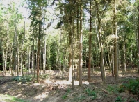 Upper Bish Wood - SOLD photo 3