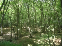 Upper Orltons Copse