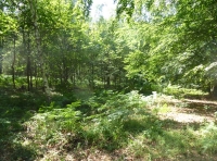 Vane Wood