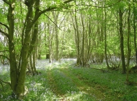 Vault Wood - SOLD