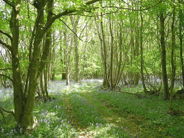 Vault Wood - SOLD