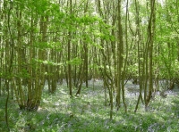 Vault Wood