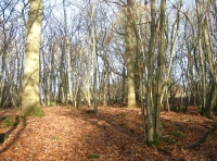 Vault Wood