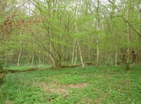 Vault Wood