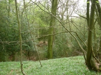 Vault Wood