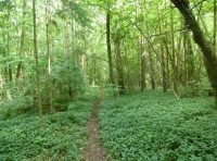 Well Wood - SOLD
