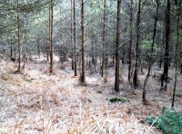 Whistle Wood - SOLD