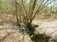 Whistle Wood - SOLD