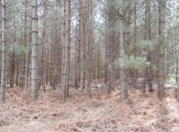 Whistle Wood - SOLD
