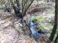 Whistle Wood - SOLD