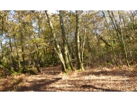 White Wood - SOLD