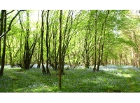 Wright Wood