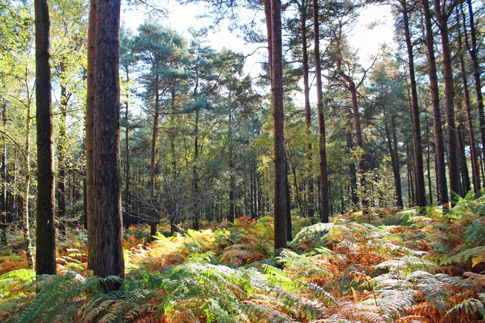 Yoke Wood - SOLD