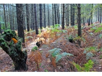 Yoke Wood - SOLD