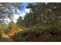 Yoke Wood - SOLD