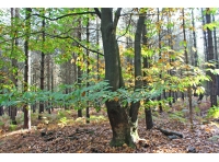 Yoke Wood - SOLD