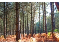 Yoke Wood - SOLD