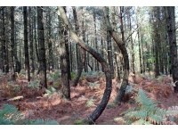 Yoke Wood - SOLD