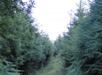 Young spruce.