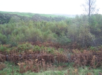 Broadleaf regrowth