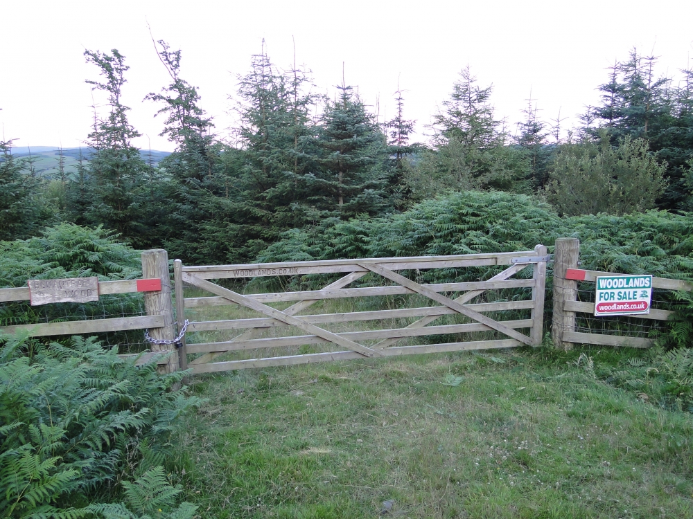 Benantrae Wood