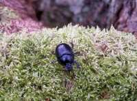 Dor beetle