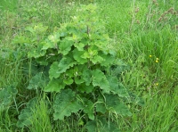 Burdock