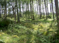 Across the woodland floor