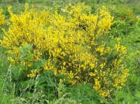 Broom