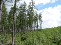 Woodland fringe