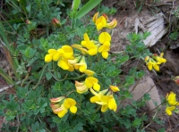 Birds foot trefoil