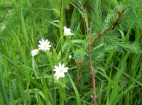 Stitchwort