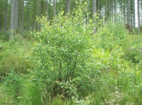 Regenerated birch