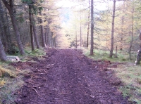 Burn Head Wood - SOLD