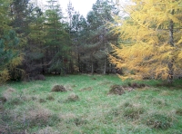 Woodland glade